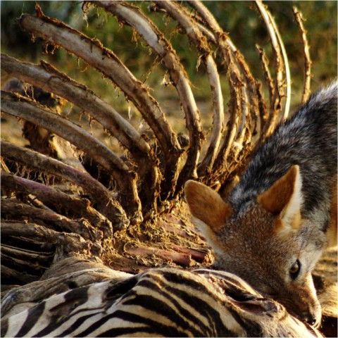 Faune
