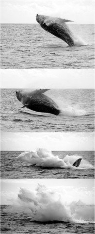 Baleines
