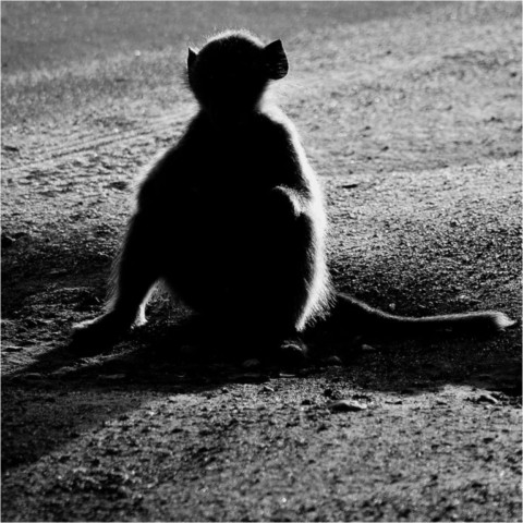 Faune