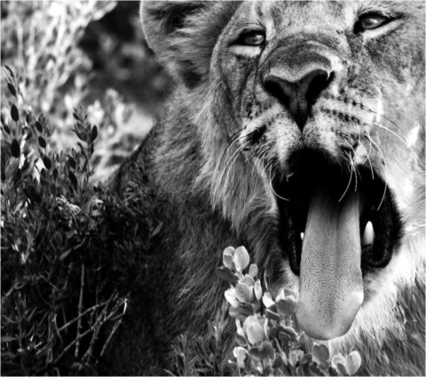 Faune