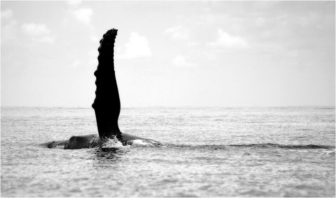 Baleines