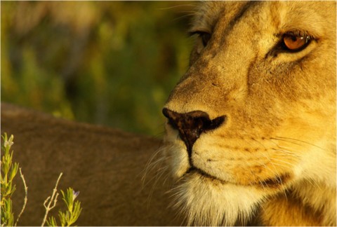 Faune