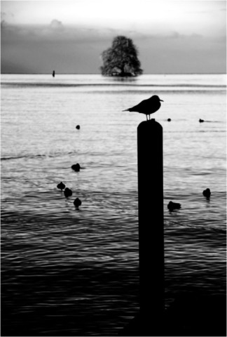 Suisse