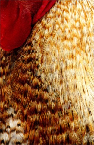 Faune