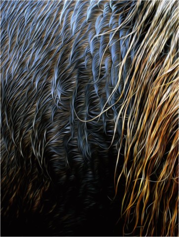 Faune