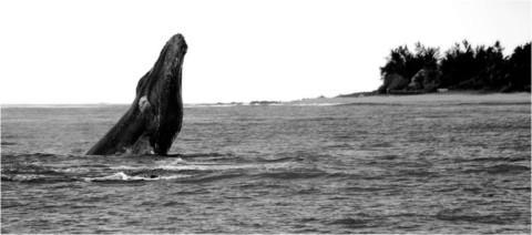 Baleines