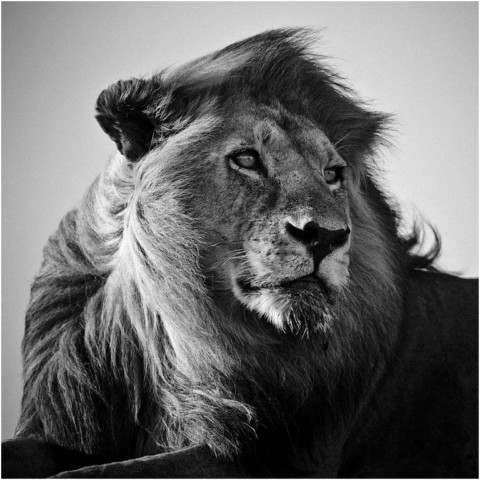 Laurent BAHEUX
