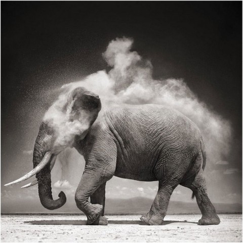 Nick BRANDT